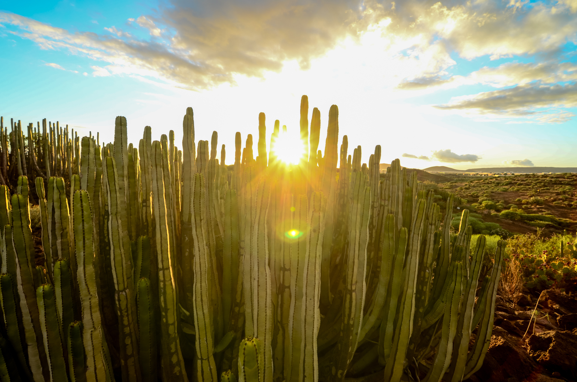 Tucson – die Wüstenstadt im Wilden Westen